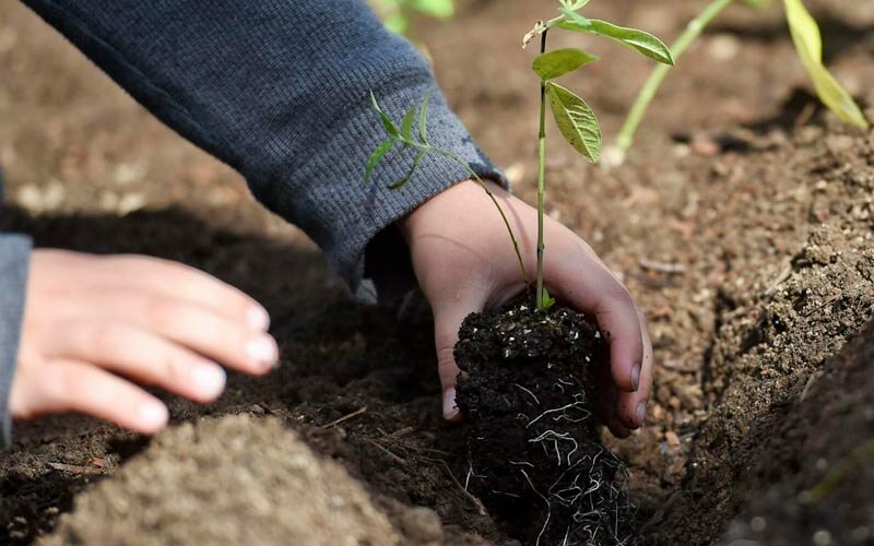 Fundación Vida Silvestre